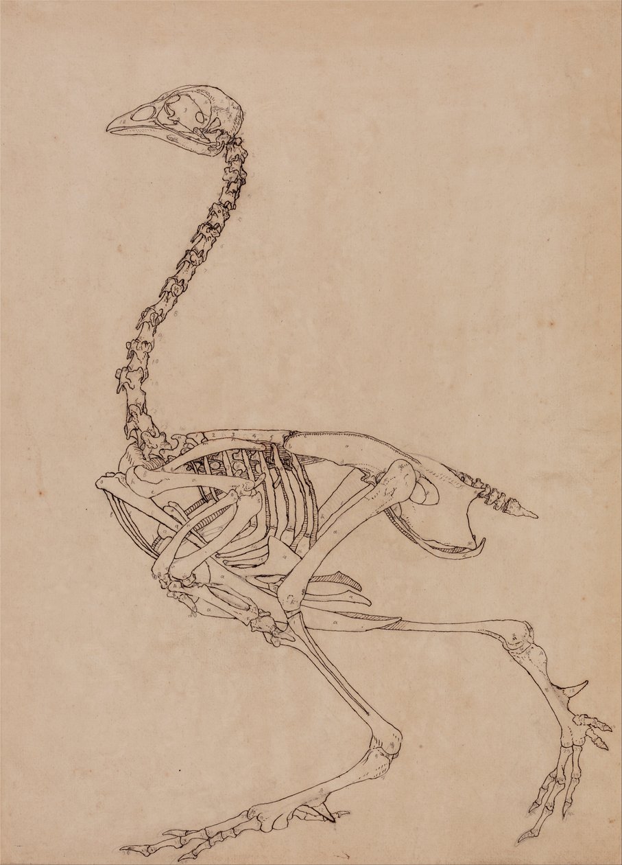 Exposición anatómica comparativa de la estructura del cuerpo humano con la del tigre y la del ave común:  Esqueleto de ave, vista lateral (Estudio para la figura clave de la Tabla V) de George Stubbs