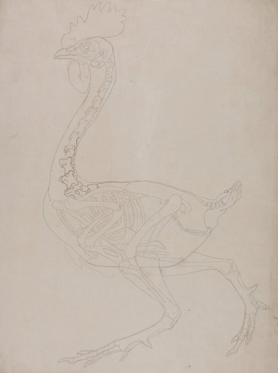 Exposición anatómica comparativa de la estructura del cuerpo humano con la del tigre y la del ave común:  Esqueleto de ave, vista lateral de George Stubbs