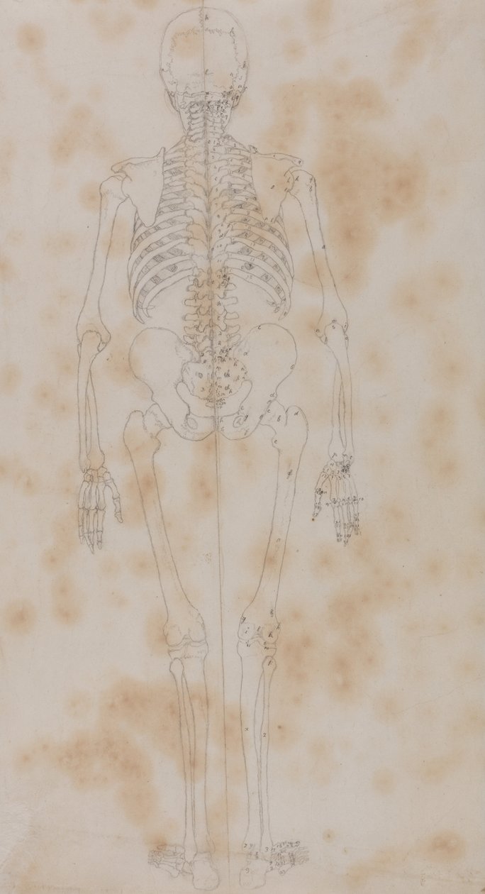 Exposición anatómica comparativa de la estructura del cuerpo humano con la del tigre y la del ave común: Human Skeleton, Posterior View (Quizás el primero de los estudios del esqueleto) de George Stubbs