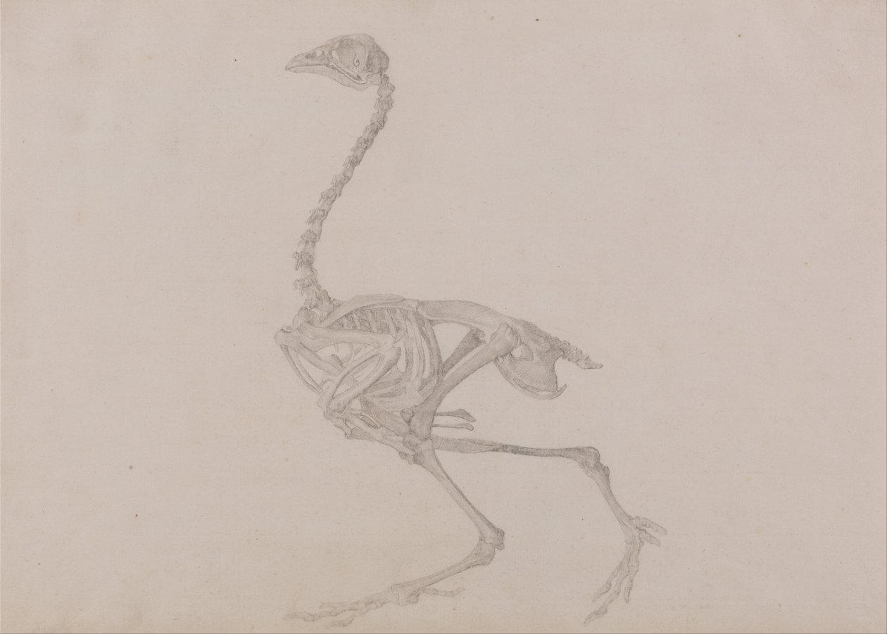 Exposición anatómica comparativa de la estructura del cuerpo humano con la de un tigre y un ave común:  Dorking Hen Skeleton, Lateral View (Estudio terminado para un cuadro inédito) de George Stubbs