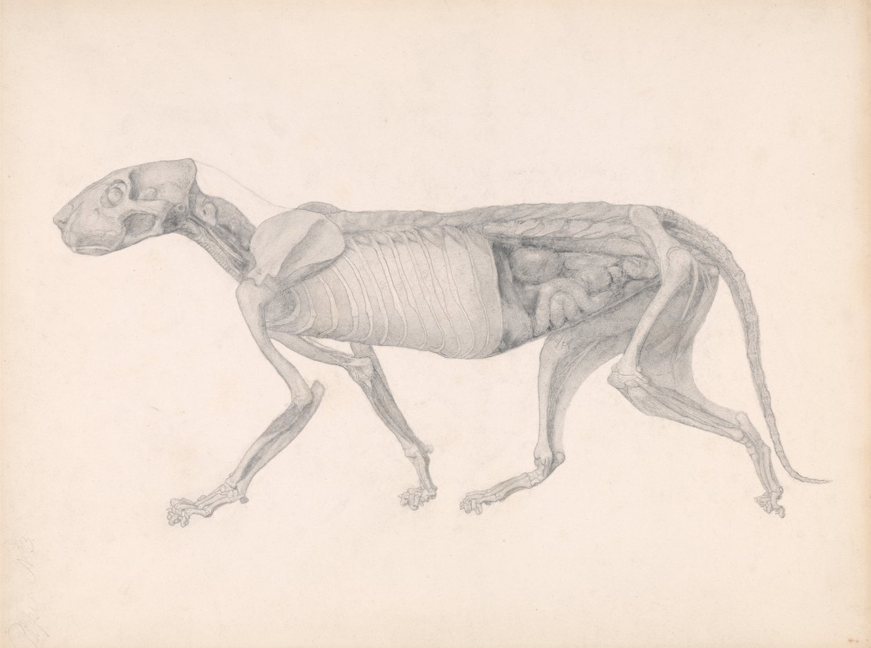 Exposición anatómica comparativa de la estructura del cuerpo humano con la de un tigre y un ave común: Cuerpo de tigre, vista lateral (Estudio para una tabla inédita; muestra una fase tardía de la disección) de George Stubbs