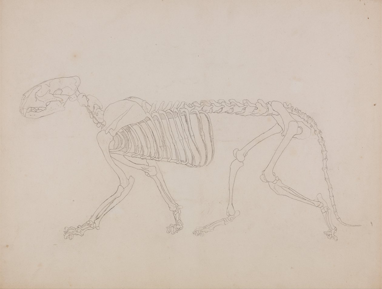 Exposición anatómica comparativa de la estructura del cuerpo humano con la del tigre y la del ave común: Esqueleto de tigre, vista lateral de George Stubbs