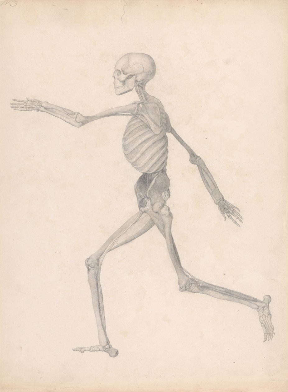 Exposición anatómica comparativa de la estructura del cuerpo humano con la de un tigre y un ave común: Figura humana, vista lateral (Estudio terminado para un cuadro inédito, que representa la última etapa de la disección) de George Stubbs