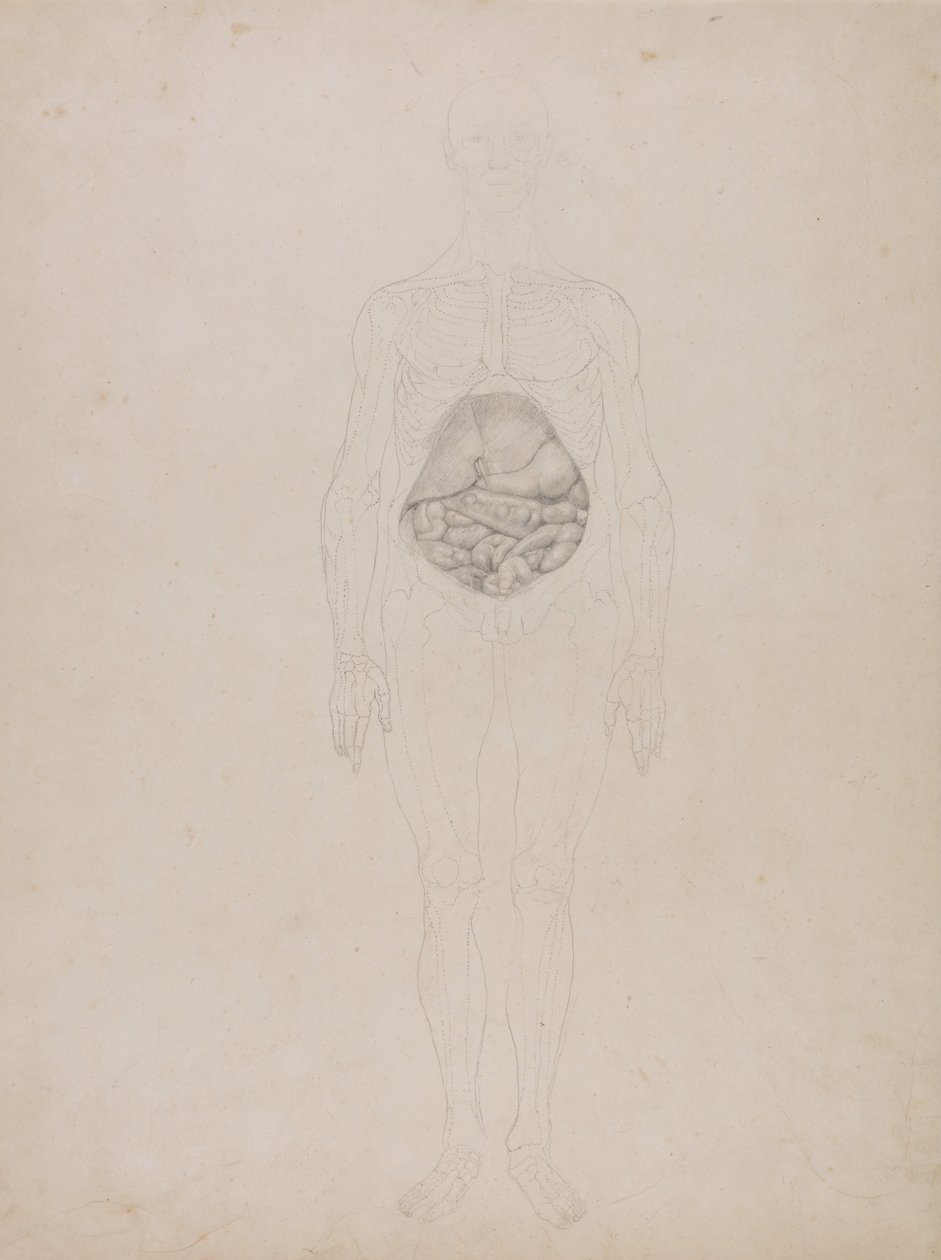 Exposición anatómica comparativa de la estructura del cuerpo humano con la del tigre y la del ave común: Figura humana, vista anterior (Esquema) de George Stubbs