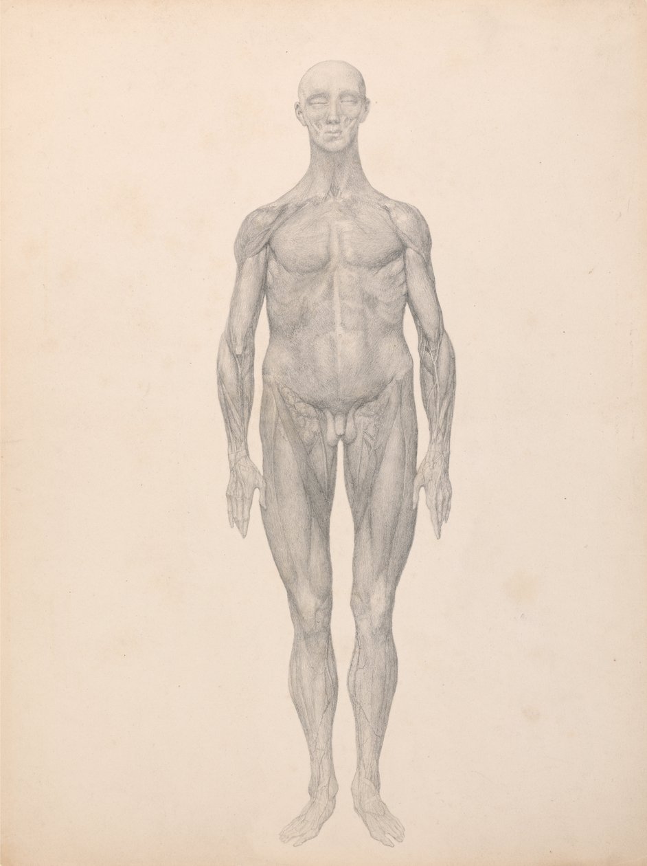 Exposición Anatómica Comparativa de la Estructura del Cuerpo Humano con la de un Tigre y un Ave Común: Figura humana, vista anterior, piel y capas fasciales subyacentes eliminadas (estudio terminado para la tabla XI) de George Stubbs