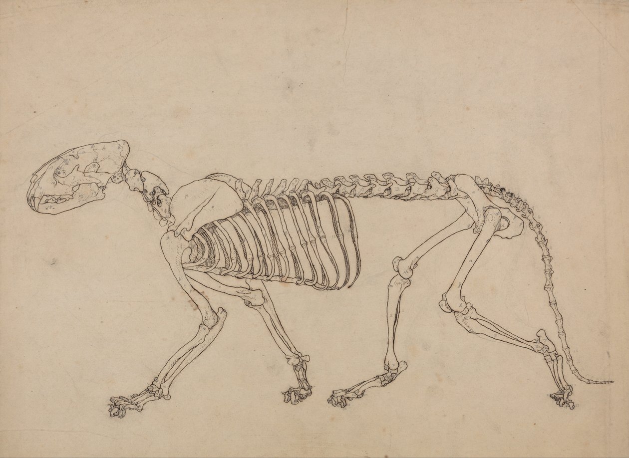 Exposición anatómica comparativa de la estructura del cuerpo humano con la del tigre y la del ave común: Esqueleto de Tigre, Vista Lateral (Estudio para la figura clave de la Tabla IV) de George Stubbs