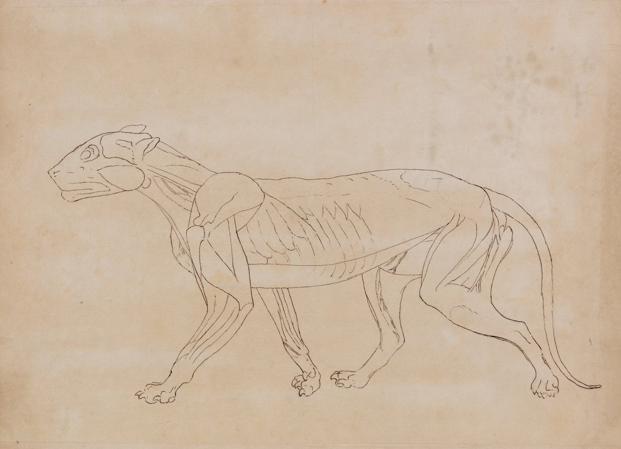 Exposición anatómica comparativa de la estructura del cuerpo humano con la del tigre y la del ave común:  Cuerpo del tigre, vista lateral (Esquema de una figura clave) de George Stubbs