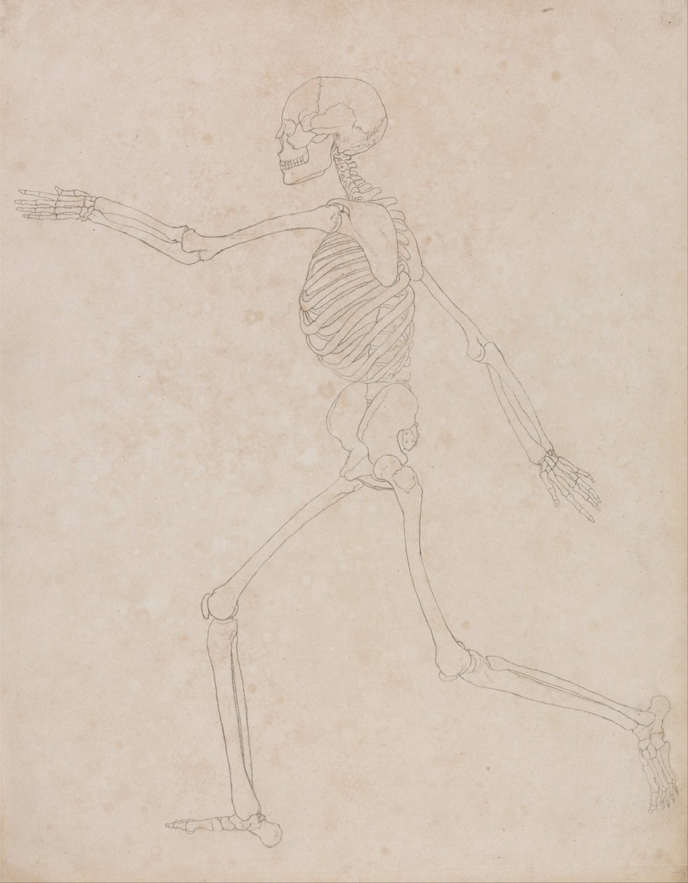 Exposición anatómica comparativa de la estructura del cuerpo humano con la del tigre y la del ave común: Esqueleto Humano, Vista Lateral (Puede haber sido preparado inicialmente para su uso como figura clave de la Tabla III, pero posteriormente fue abandon de George Stubbs