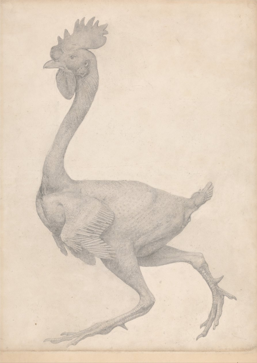 Exposición anatómica comparativa de la estructura del cuerpo humano con la del tigre y la del ave común: Aves de corral, vista lateral sin la mayoría de las plumas (estudio terminado para la tabla X) de George Stubbs