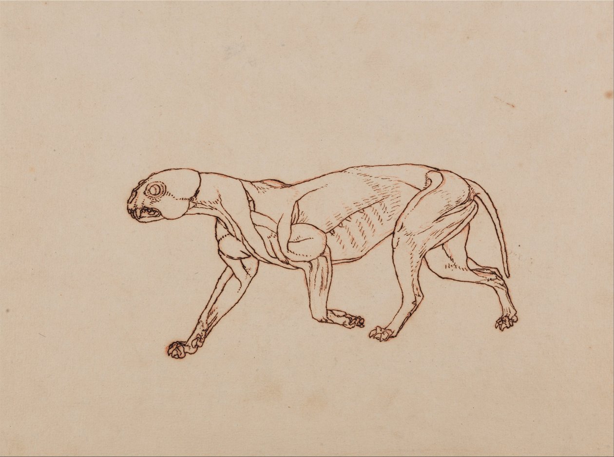 Exposición anatómica comparativa de la estructura del cuerpo humano con la del tigre y la del ave común:  Cuerpo de leopardo, vista lateral de George Stubbs