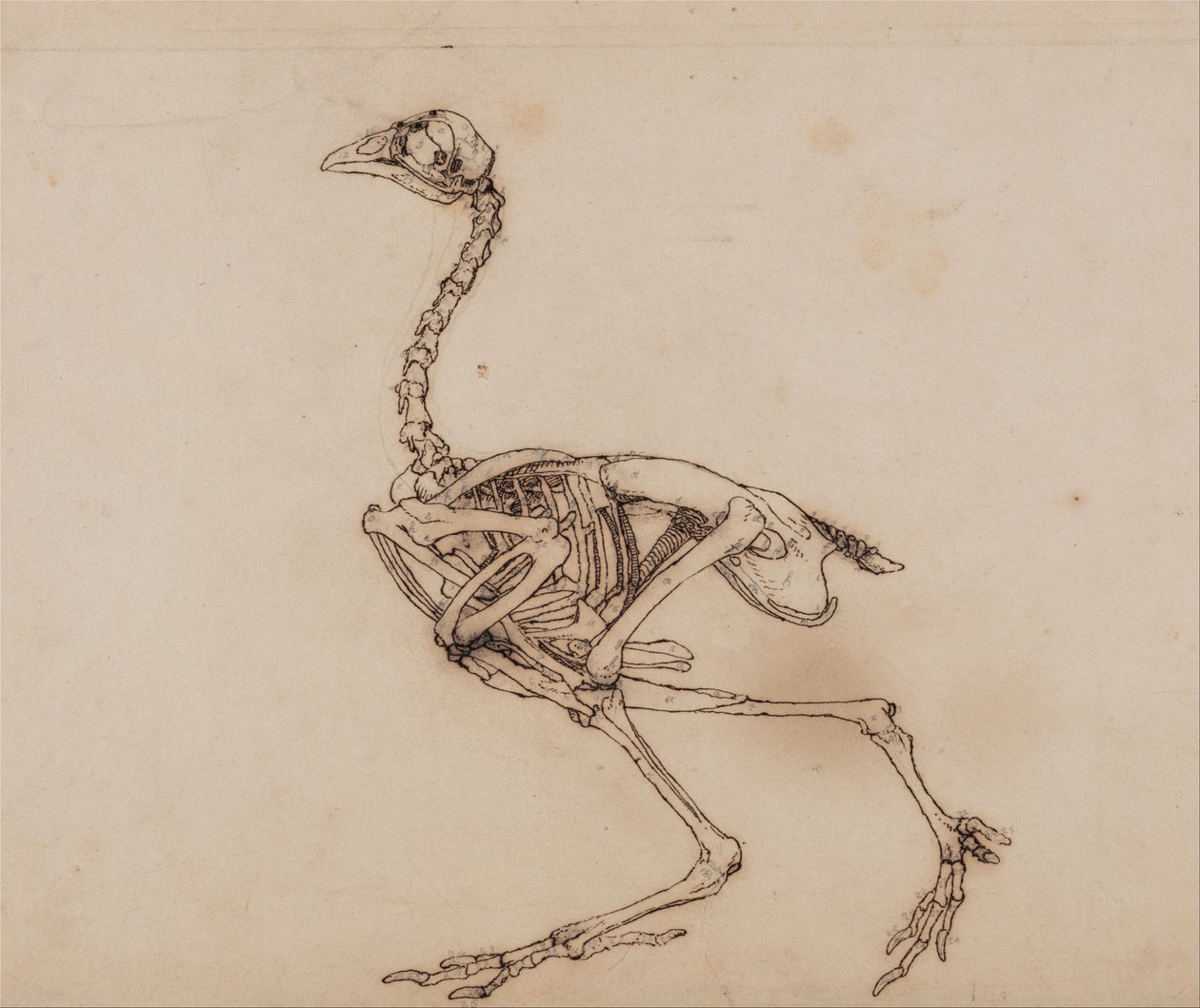 Exposición anatómica comparativa de la estructura del cuerpo humano con la de un tigre y un ave común:  Dorking Hen Skeleton, Lateral View (Probablemente preparado para una figura clave inédita) de George Stubbs