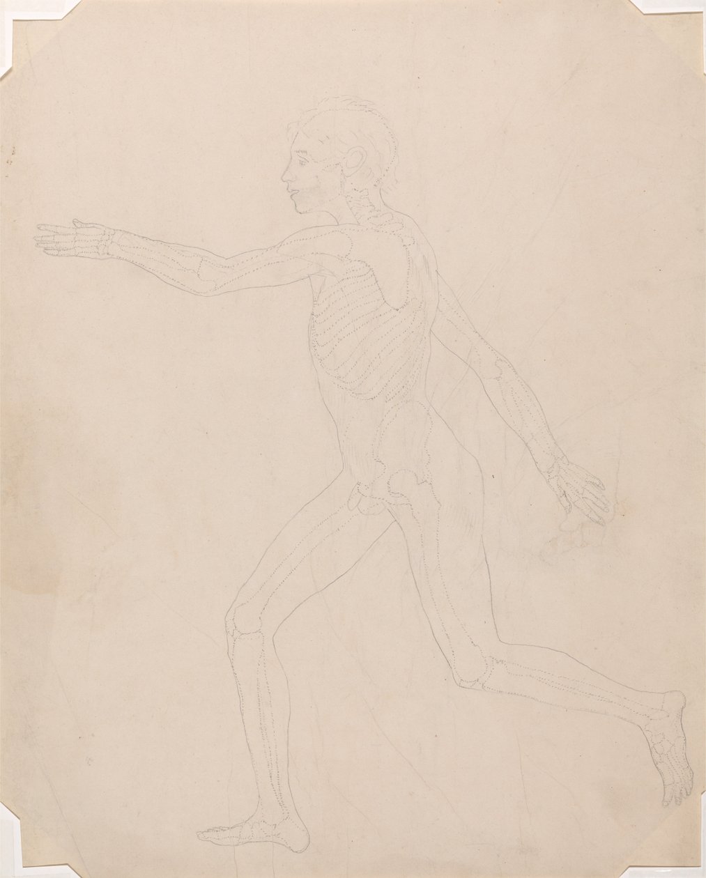 Exposición anatómica comparativa de la estructura del cuerpo humano con la del tigre y la del ave común: Figura humana, vista lateral de George Stubbs
