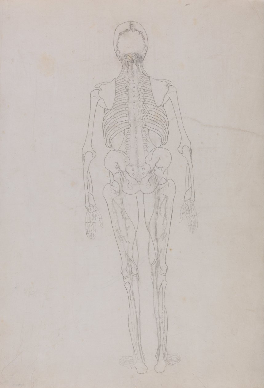Exposición anatómica comparativa de la estructura del cuerpo humano con la de un tigre y un ave común: Figura humana, vista posterior (Dibujo esquemático de una figura clave que muestra la fase final de la disección) de George Stubbs