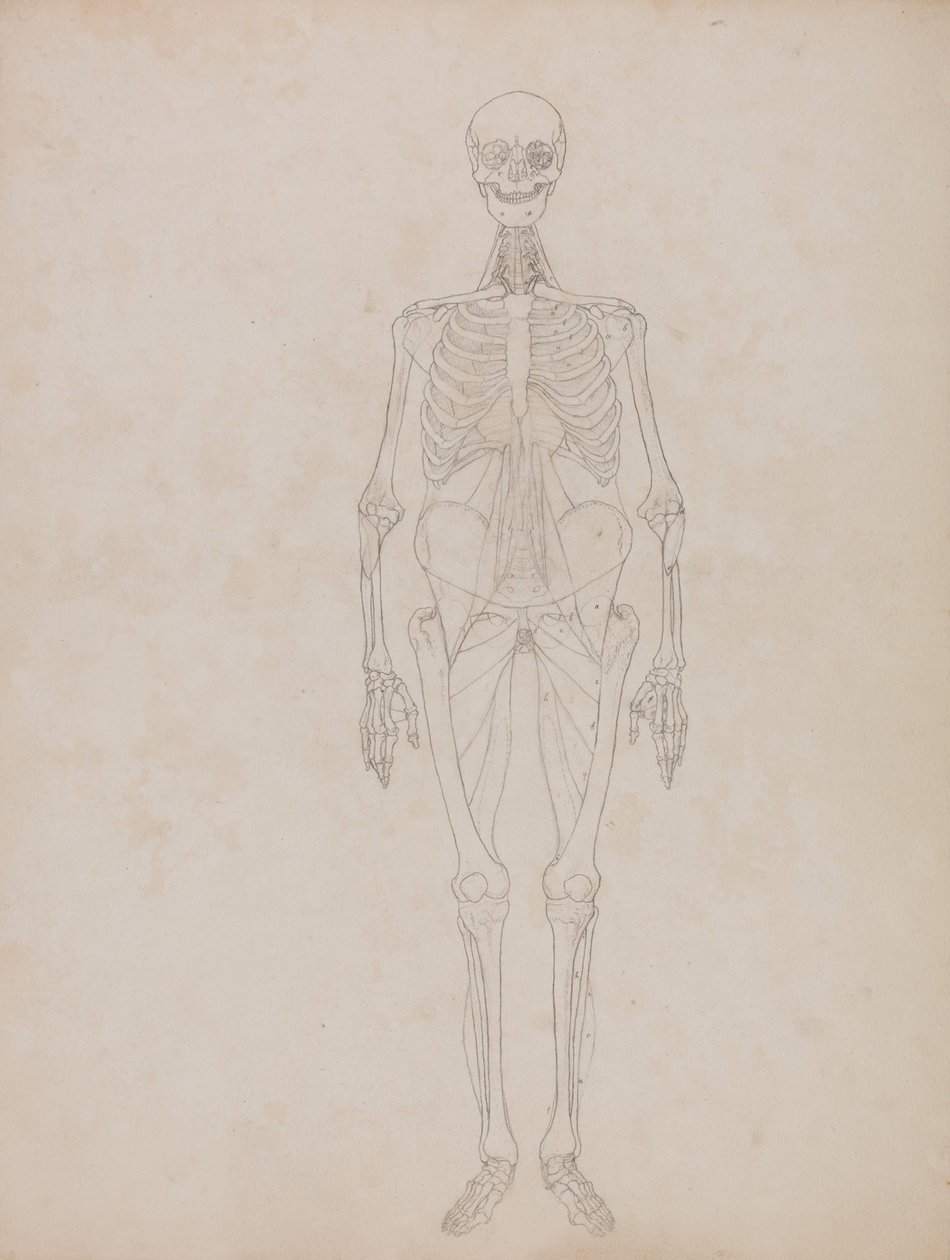 Exposición anatómica comparativa de la estructura del cuerpo humano con la del tigre y la del ave común:  Figura humana, vista anterior (Esquema) de George Stubbs