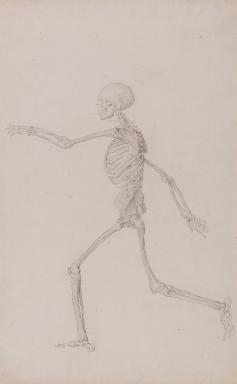 Exposición anatómica comparativa de la estructura del cuerpo humano con la del tigre y la del ave común: Esqueleto Humano, Vista Lateral desde la Izquierda, Corriendo (Estudio Finalizado para la Tabla III) de George Stubbs