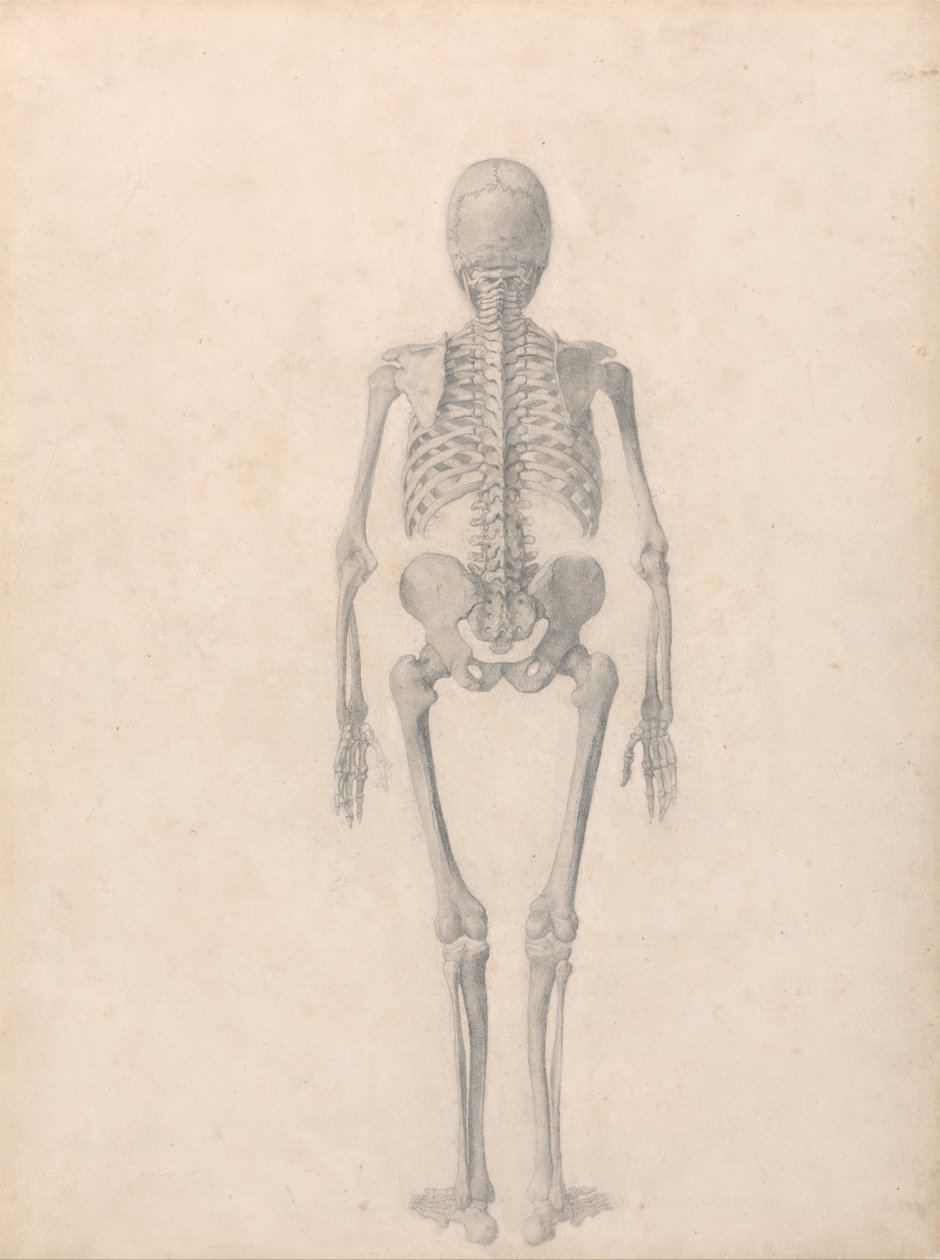 Exposición anatómica comparativa de la estructura del cuerpo humano con la del tigre y la del ave común: Esqueleto Humano, Vista Posterior (Estudio Finalizado para la Tabla II) de George Stubbs