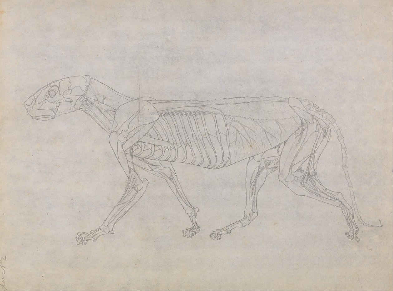 Exposición anatómica comparativa de la estructura del cuerpo humano con la del tigre y la del ave común: Cuerpo del tigre, vista lateral de George Stubbs