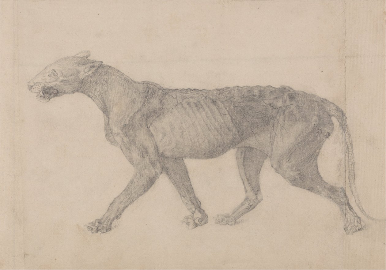 Exposición anatómica comparativa de la estructura del cuerpo humano con la de un tigre y un ave común: Cuerpo de tigre, vista lateral (Primero de nueve dibujos de otro espécimen de tigre) de George Stubbs