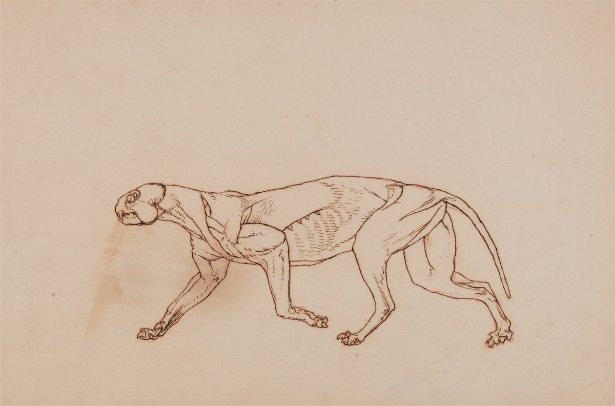 Exposición anatómica comparativa de la estructura del cuerpo humano con la de un tigre y un ave común:  Cuerpo de leopardo, vista lateral (fase posterior de la disección, tejido conjuntivo superficial y orejas retiradas) de George Stubbs