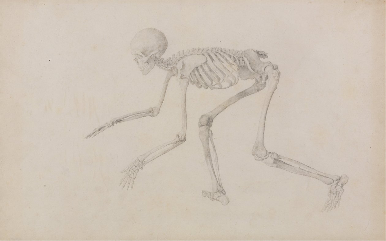 Exposición anatómica comparativa de la estructura del cuerpo humano con la de un tigre y un ave común: Esqueleto humano, vista lateral (en postura reptante; estudio terminado para un cuadro inédito) de George Stubbs