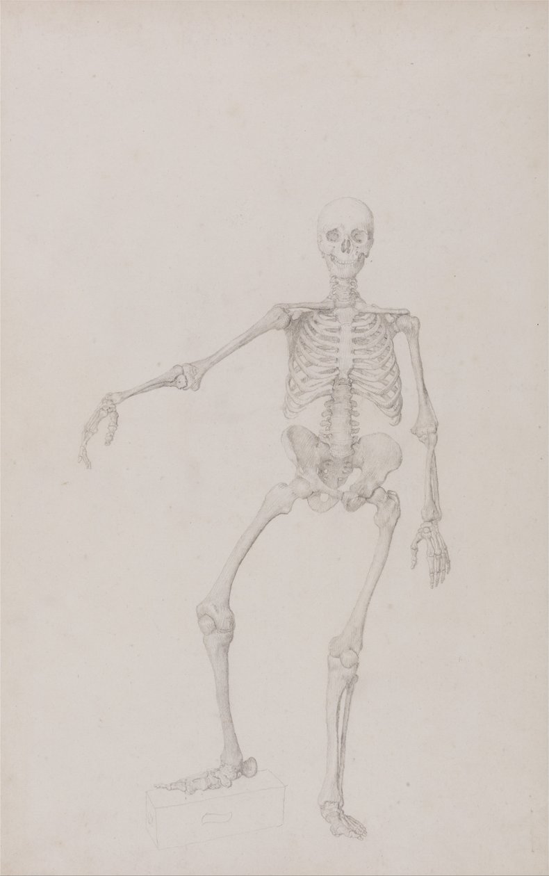 Exposición anatómica comparativa de la estructura del cuerpo humano con la de un tigre y un ave común: Esqueleto humano, vista anterior (brazo derecho extendido; estudio terminado para tabla inédita) de George Stubbs