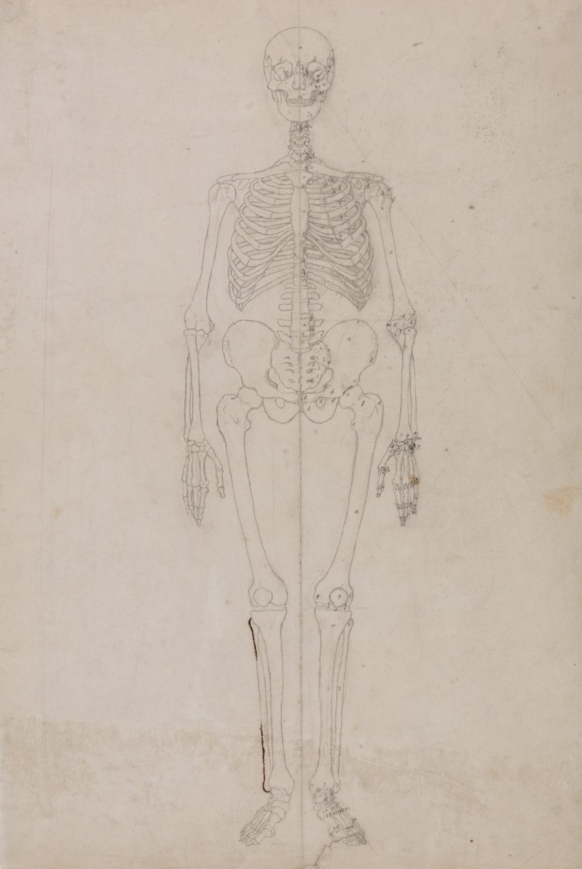 Exposición anatómica comparativa de la estructura del cuerpo humano con la del tigre y la del ave común:  Esqueleto humano, vista anterior (Estudio final) de George Stubbs