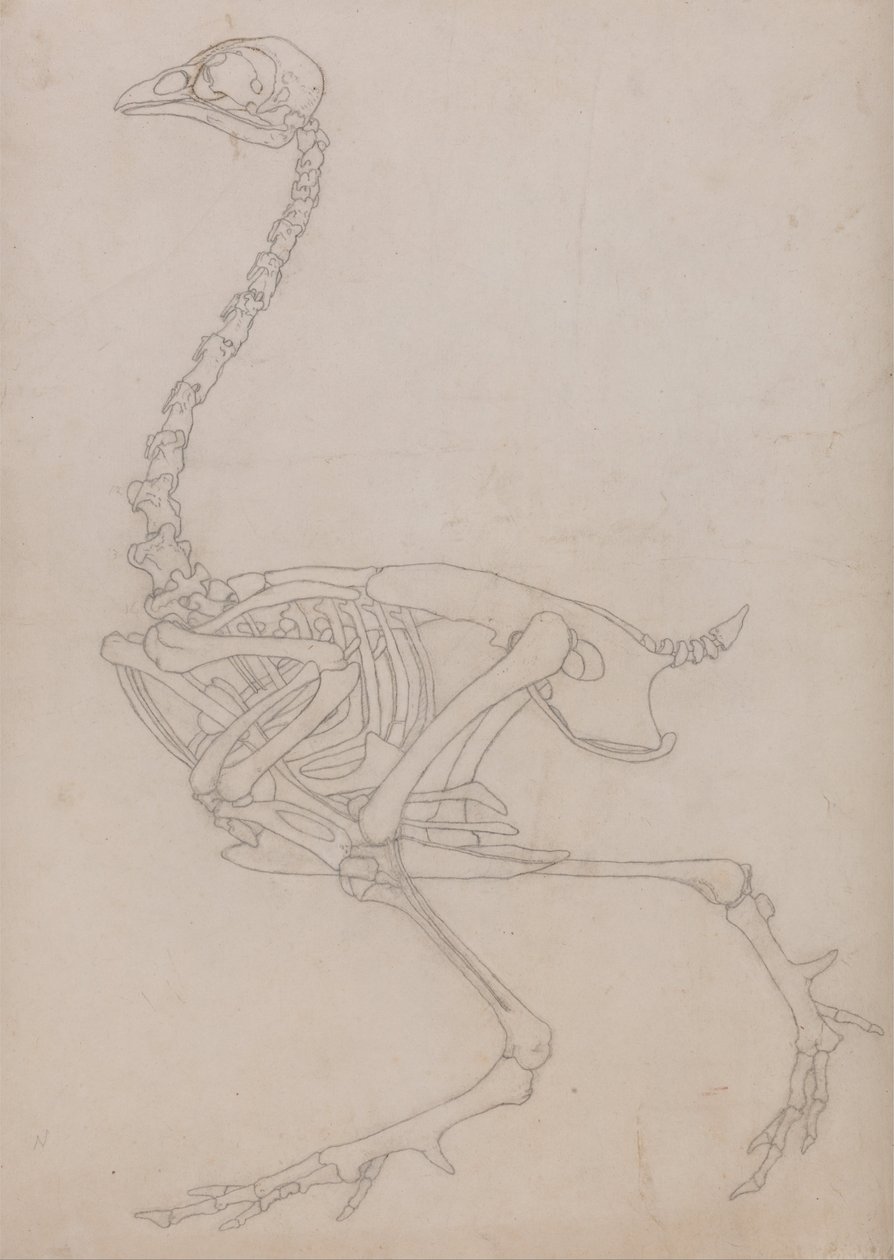 Exposición anatómica comparativa de la estructura del cuerpo humano con la del tigre y la del ave común:  Esqueleto de ave, vista lateral (Esquema del esqueleto preparado para la figura clave de la Tabla V) de George Stubbs