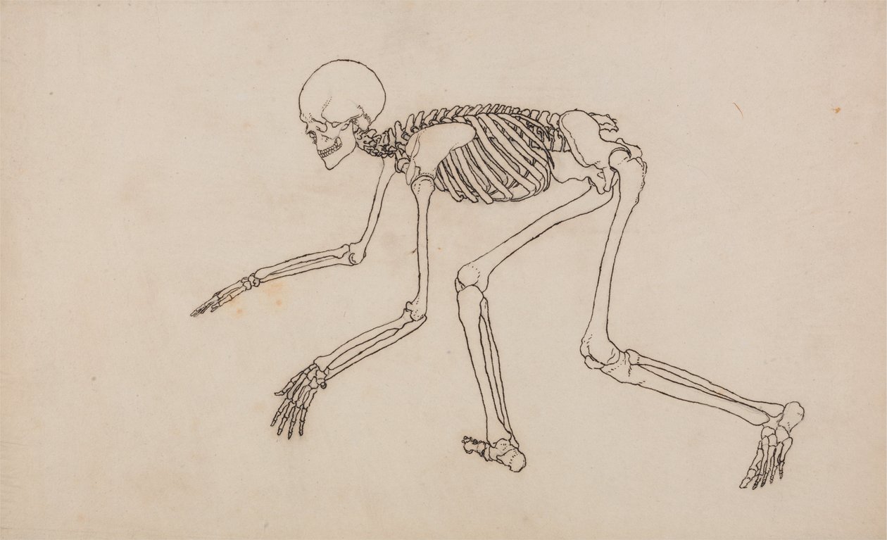 Exposición anatómica comparativa de la estructura del cuerpo humano con la del tigre y la del ave común: Esqueleto humano, vista lateral de George Stubbs