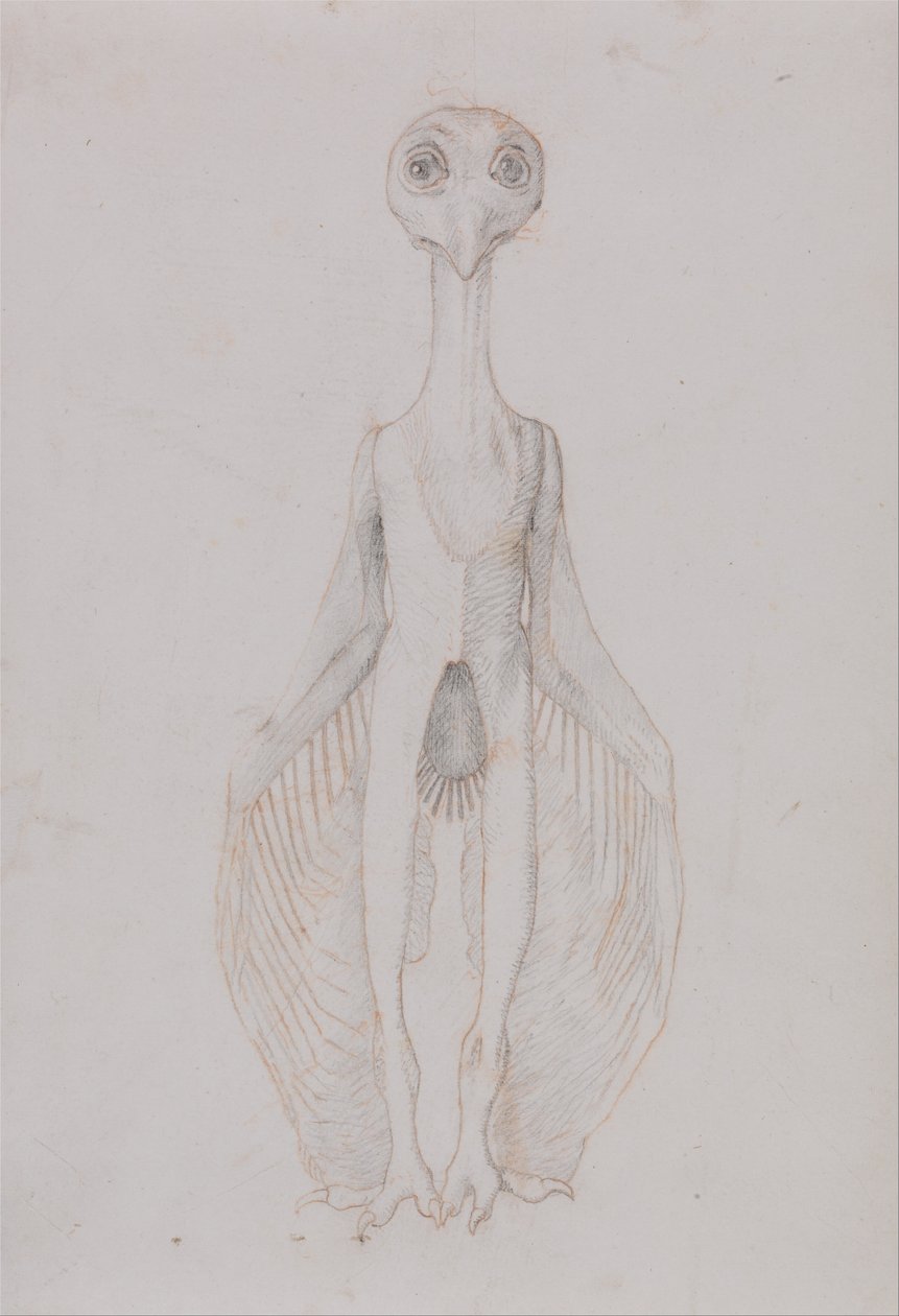 Exposición anatómica comparativa de la estructura del cuerpo humano con la del tigre y la del ave común:  Búho de pie, vista anterior de George Stubbs