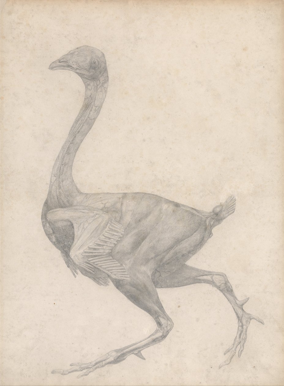 Exposición anatómica comparativa de la estructura del cuerpo humano con la del tigre y la del ave común: Aves de corral, vista lateral, con la piel y las capas fasciales subyacentes retiradas (Estudio terminado para el Cuadro XV) de George Stubbs