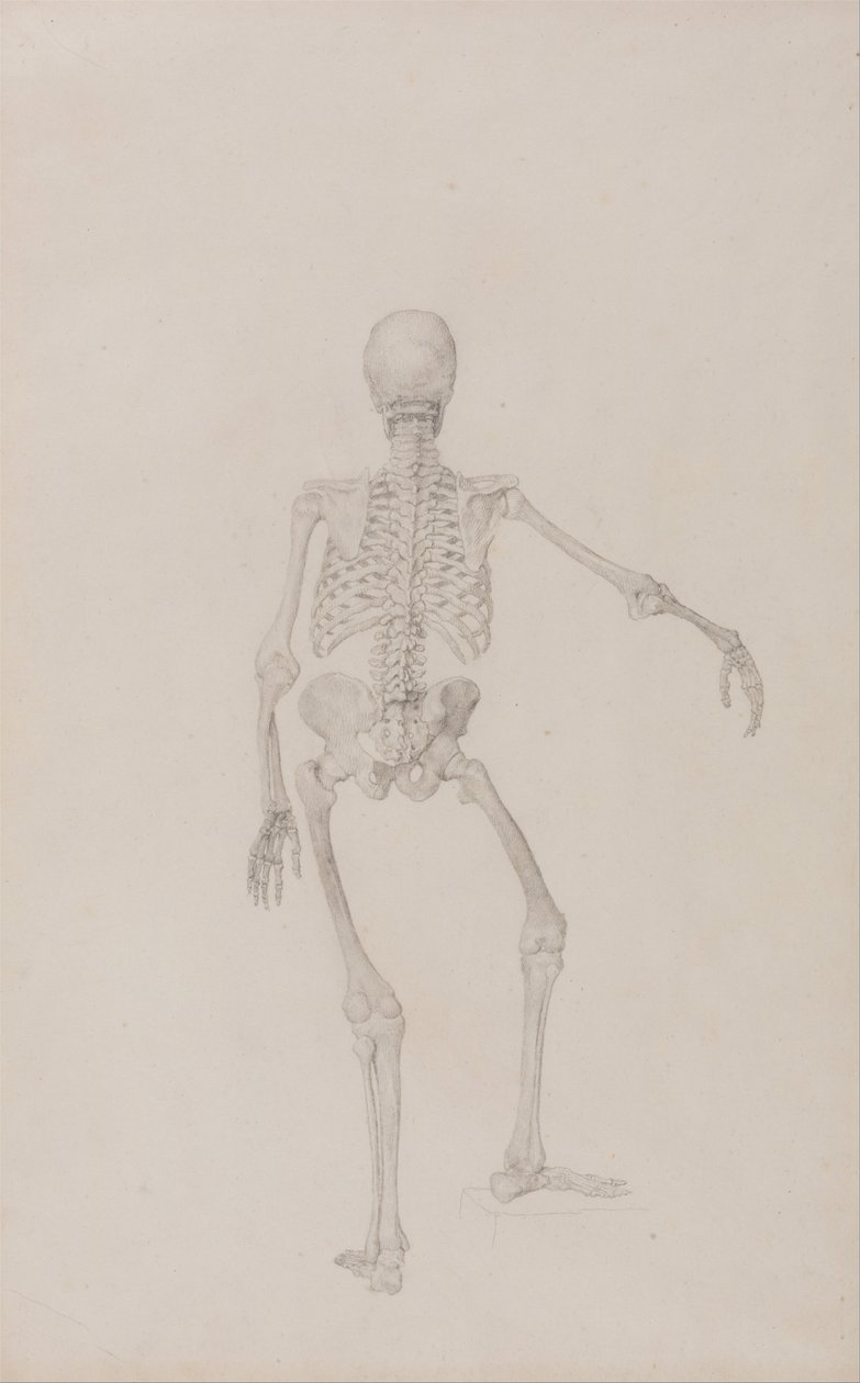 Exposición anatómica comparativa de la estructura del cuerpo humano con la de un tigre y un ave común: Esqueleto humano, vista posterior (brazo derecho extendido; estudio terminado para una tabla inédita) de George Stubbs