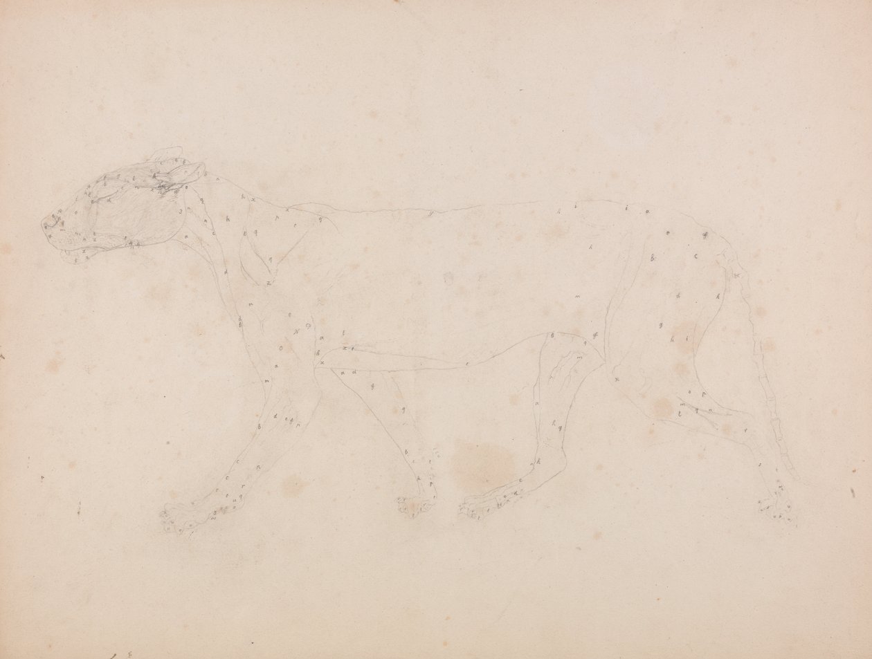 Exposición anatómica comparativa de la estructura del cuerpo humano con la del tigre y la del ave común: Cuerpo de Tigre, Vista Lateral (Estudio de los músculos para el ratio de la Tabla IX) de George Stubbs