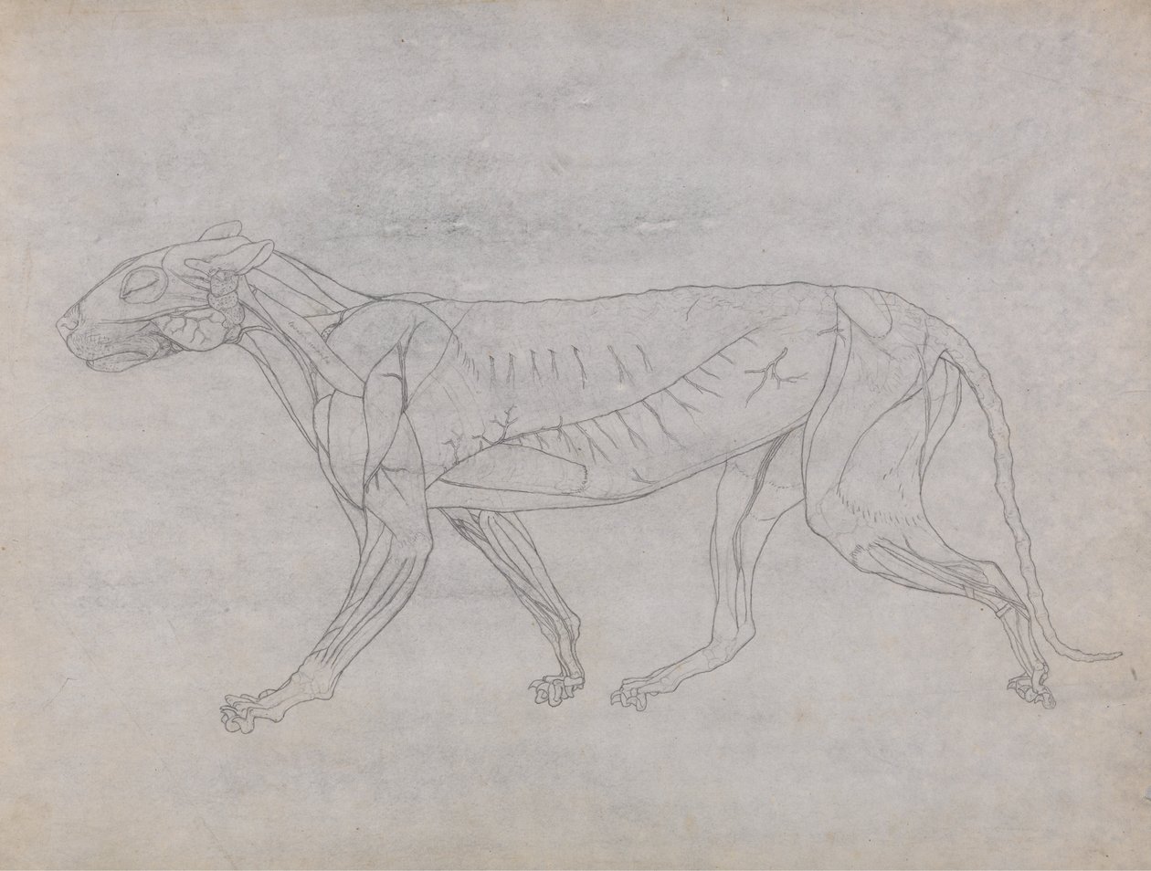 Exposición anatómica comparativa de la estructura del cuerpo humano con la del tigre y la del ave común: Cuerpo del tigre, vista lateral de George Stubbs