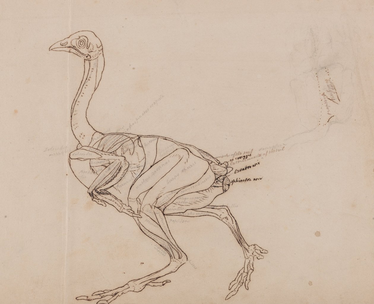 Exposición anatómica comparativa de la estructura del cuerpo humano con la del tigre y la del ave común:  Dorking Hen Body, Lateral View (Dibujo del contorno de los músculos) de George Stubbs