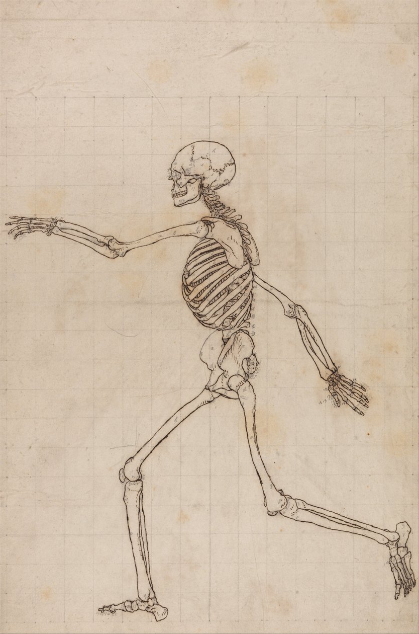 Exposición anatómica comparativa de la estructura del cuerpo humano con la del tigre y la del ave común: Esqueleto humano, vista lateral de George Stubbs