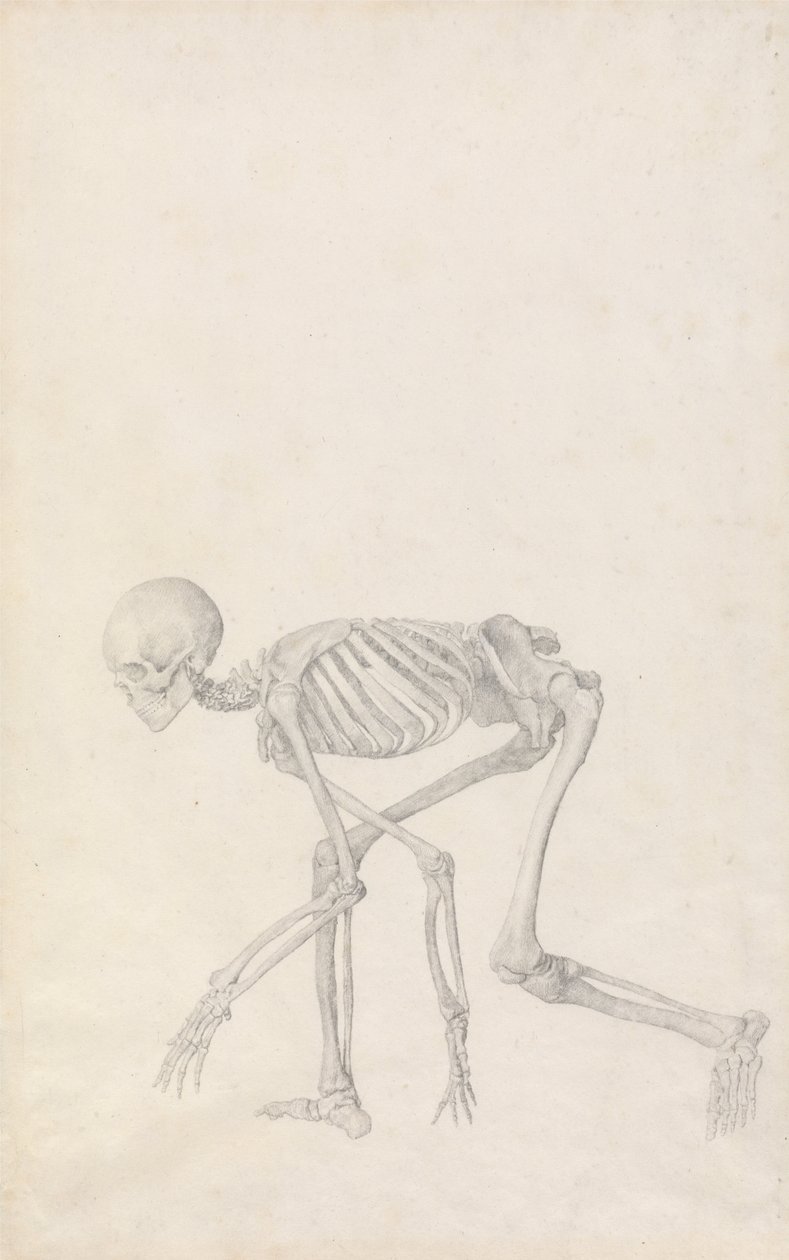 Exposición anatómica comparativa de la estructura del cuerpo humano con la de un tigre y un ave común: Esqueleto humano, vista lateral (en postura agachada; estudio terminado para un cuadro inédito) de George Stubbs
