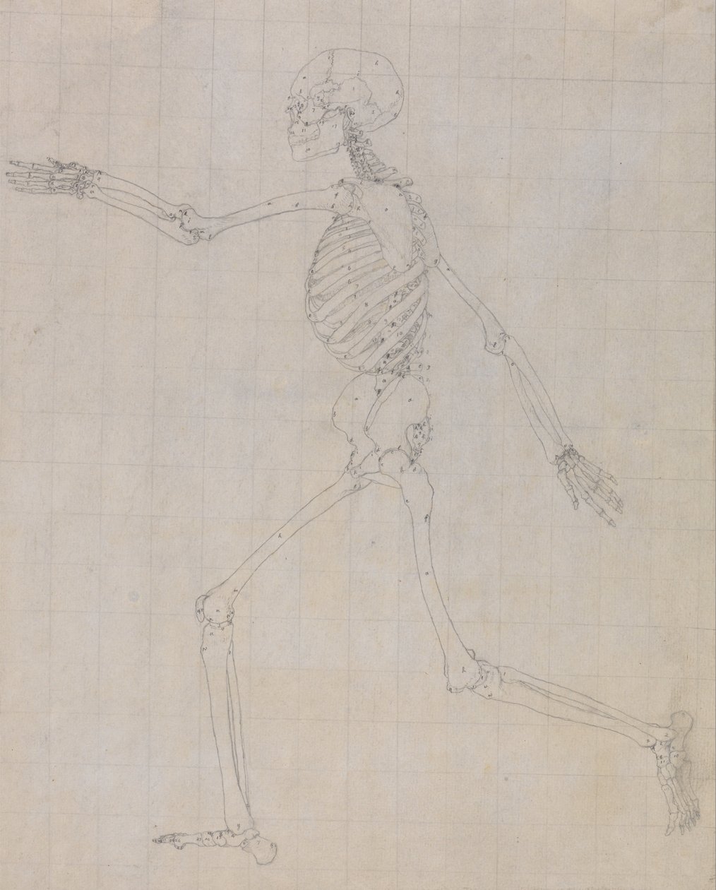 Exposición anatómica comparativa de la estructura del cuerpo humano con la del tigre y la del ave común: Esqueleto humano, vista lateral (Esquema del esqueleto para la figura clave de la Tabla III) de George Stubbs