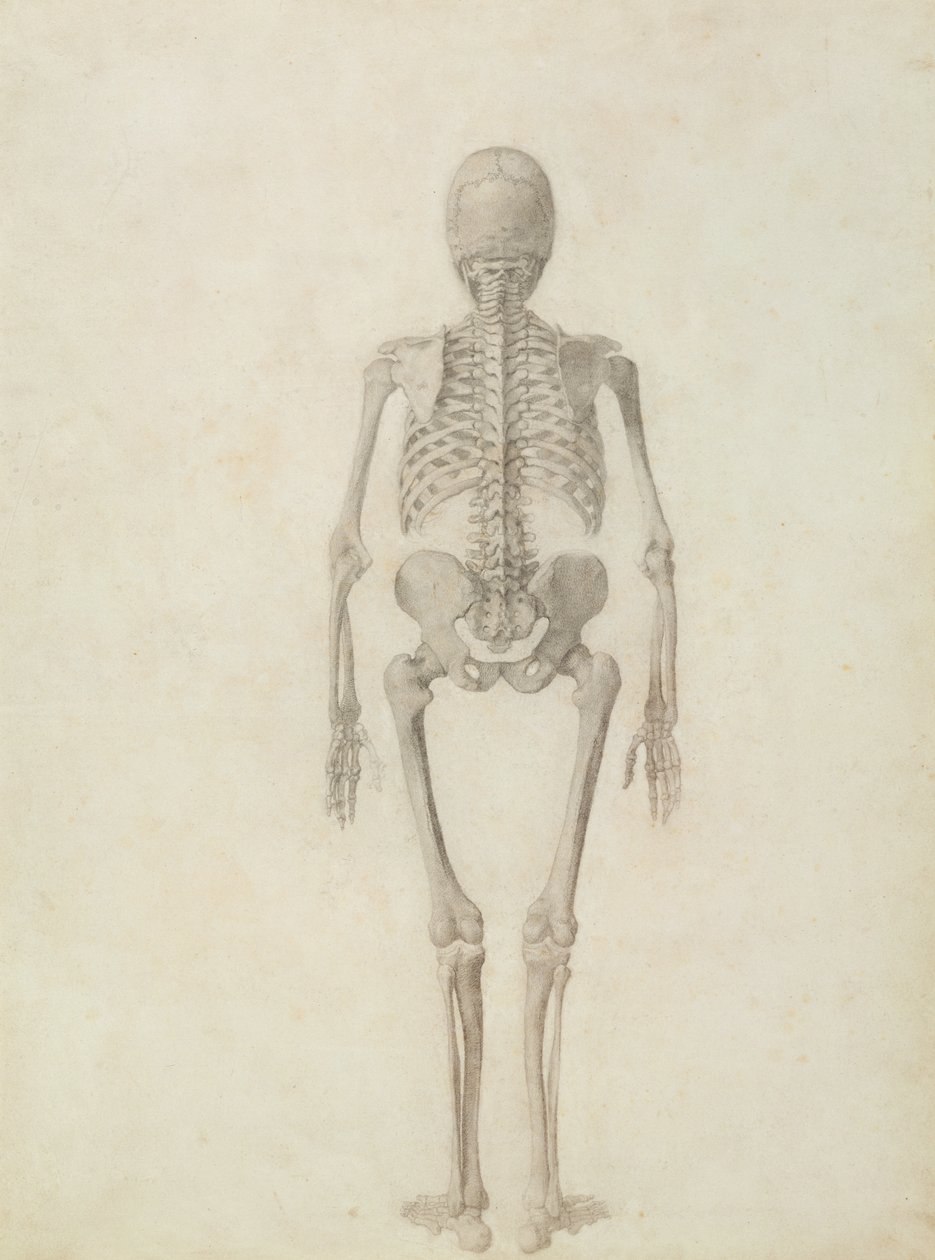 Una exposición anatómica comparativa de la estructura del cuerpo humano con la de un tigre y una gallina común: Esqueleto humano, vista posterior de George Stubbs