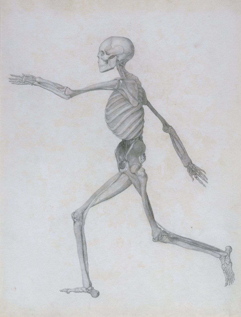 Exposición Anatómica Comparativa de la Estructura del Cuerpo Humano con la de un Tigre y una Gallina Común: Figura Humana, Vista Lateral, 1795-1806 de George Stubbs