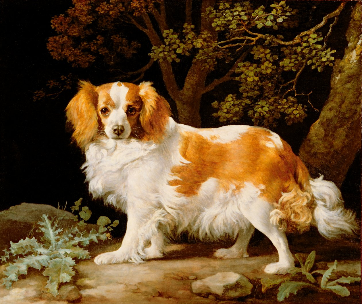 Un Spaniel King Charles blanco y marrón en un paisaje boscoso de George Stubbs