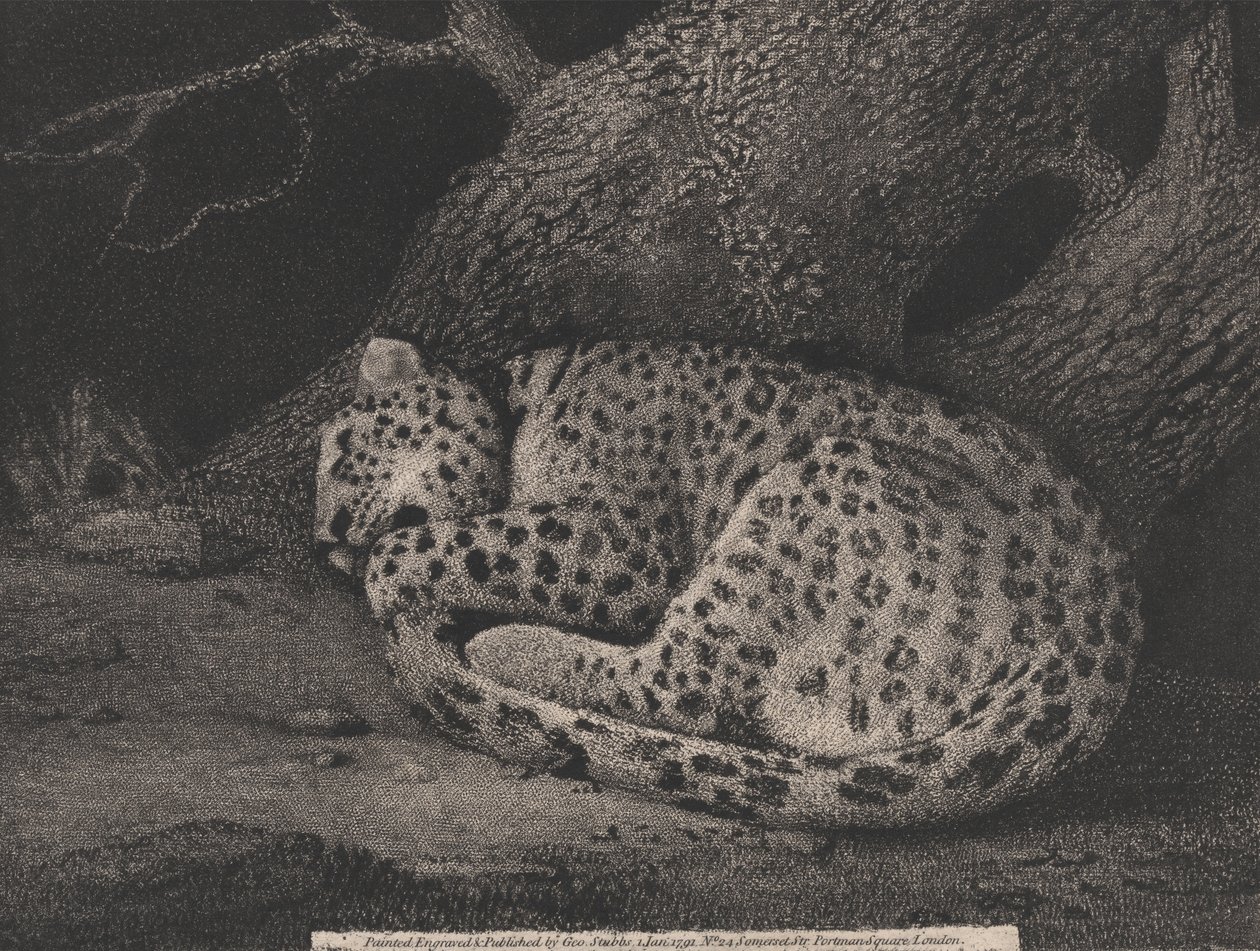 Un leopardo dormido de George Stubbs