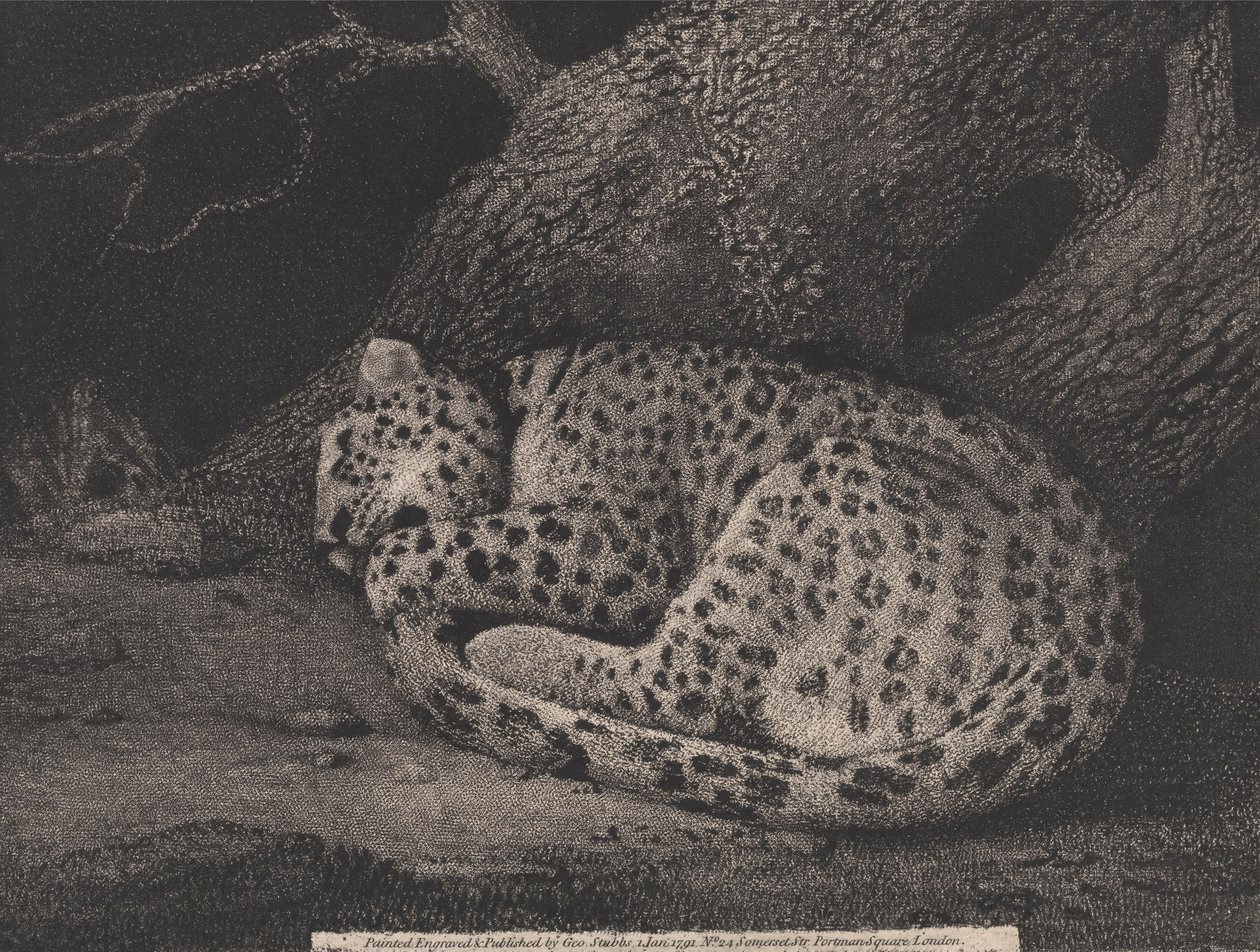Un leopardo durmiendo, grabado por el artista, pub. 1791 de George Stubbs