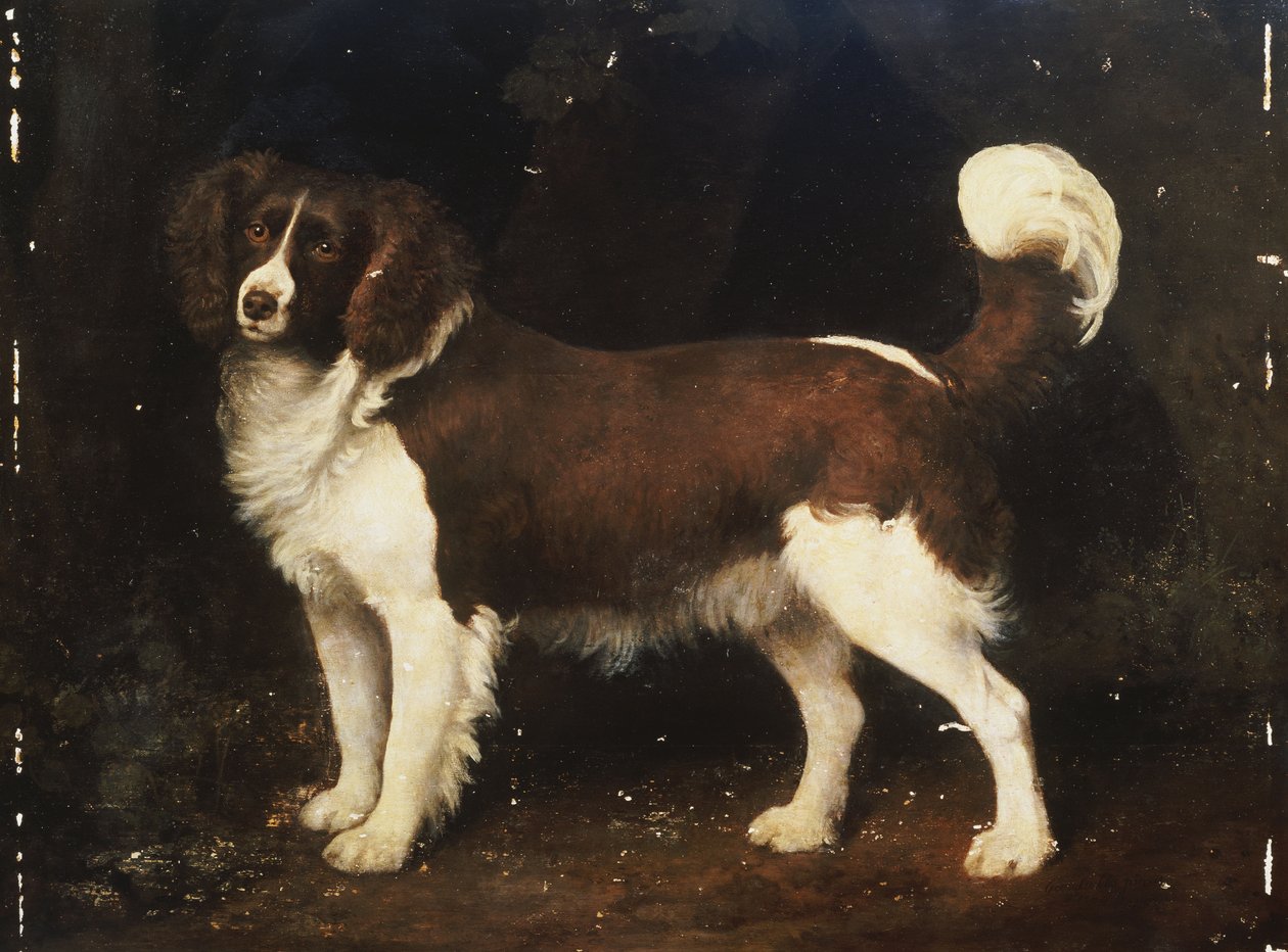 Un spaniel en un paisaje, 1784 de George Stubbs