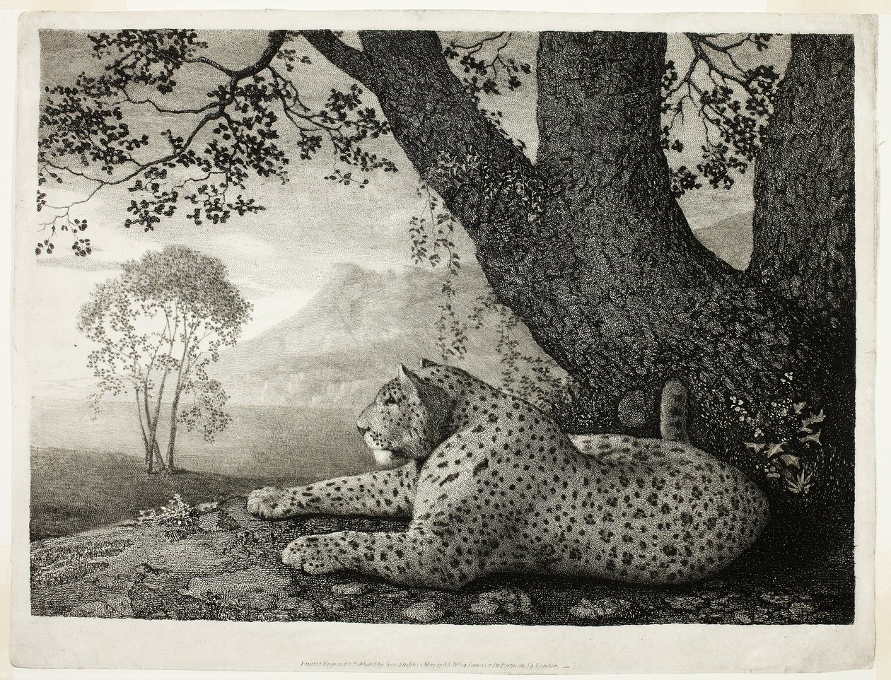 Un tigre (Un leopardo recostado junto a un árbol) de George Stubbs