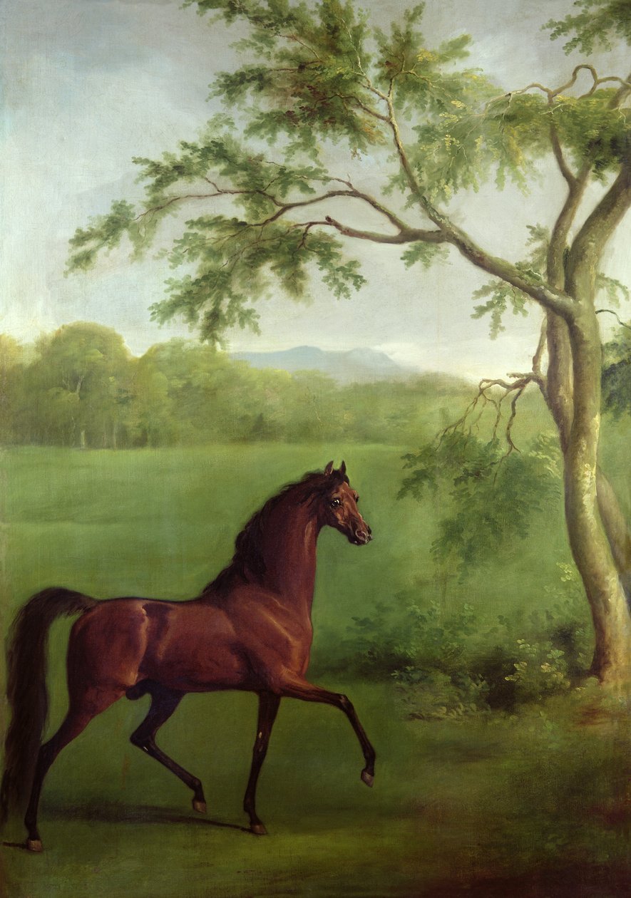 Un Semental Árabe bajo un Árbol, c.1761-63 de George Stubbs