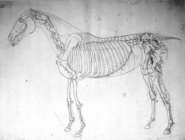 Estudio anatómico de un caballo de George Stubbs