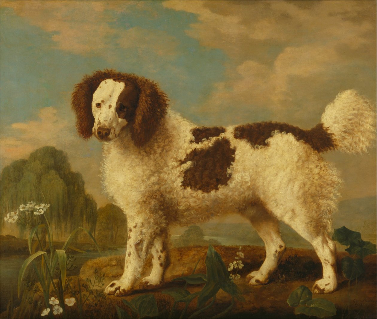 Norfolk o Water Spaniel marrón y blanco de George Stubbs