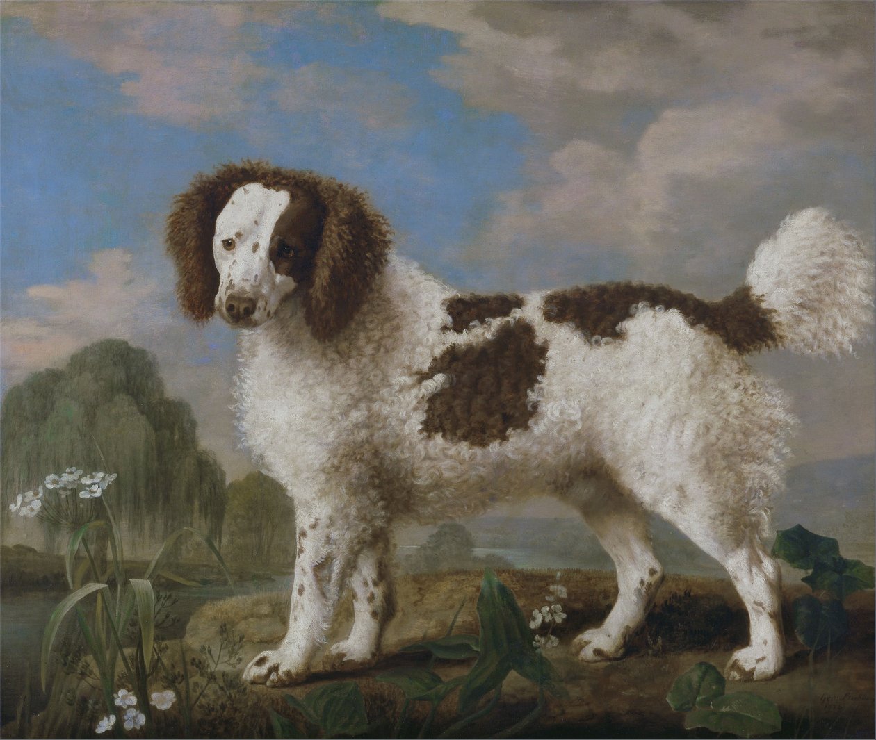 Norfolk o Water Spaniel marrón y blanco de George Stubbs