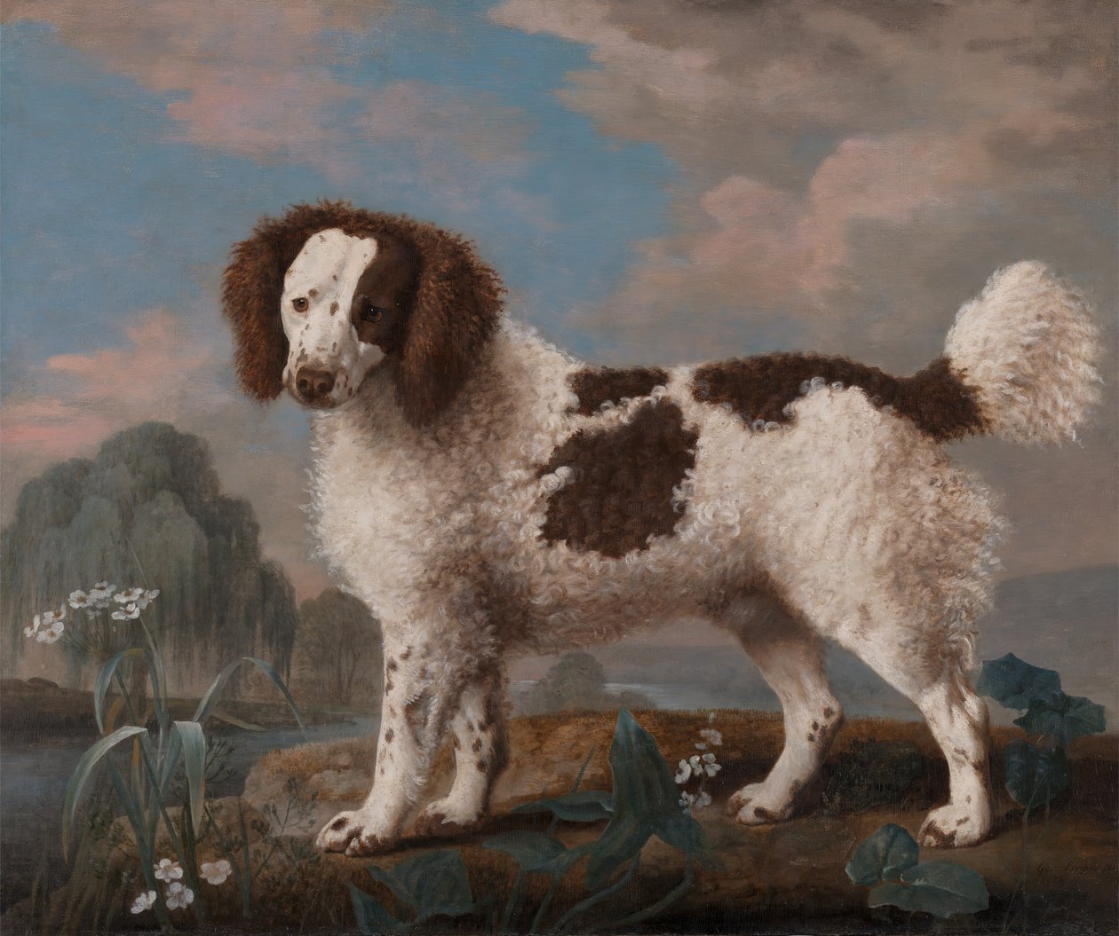 Spaniel de Norfolk o de Agua Marrón y Blanco de George Stubbs