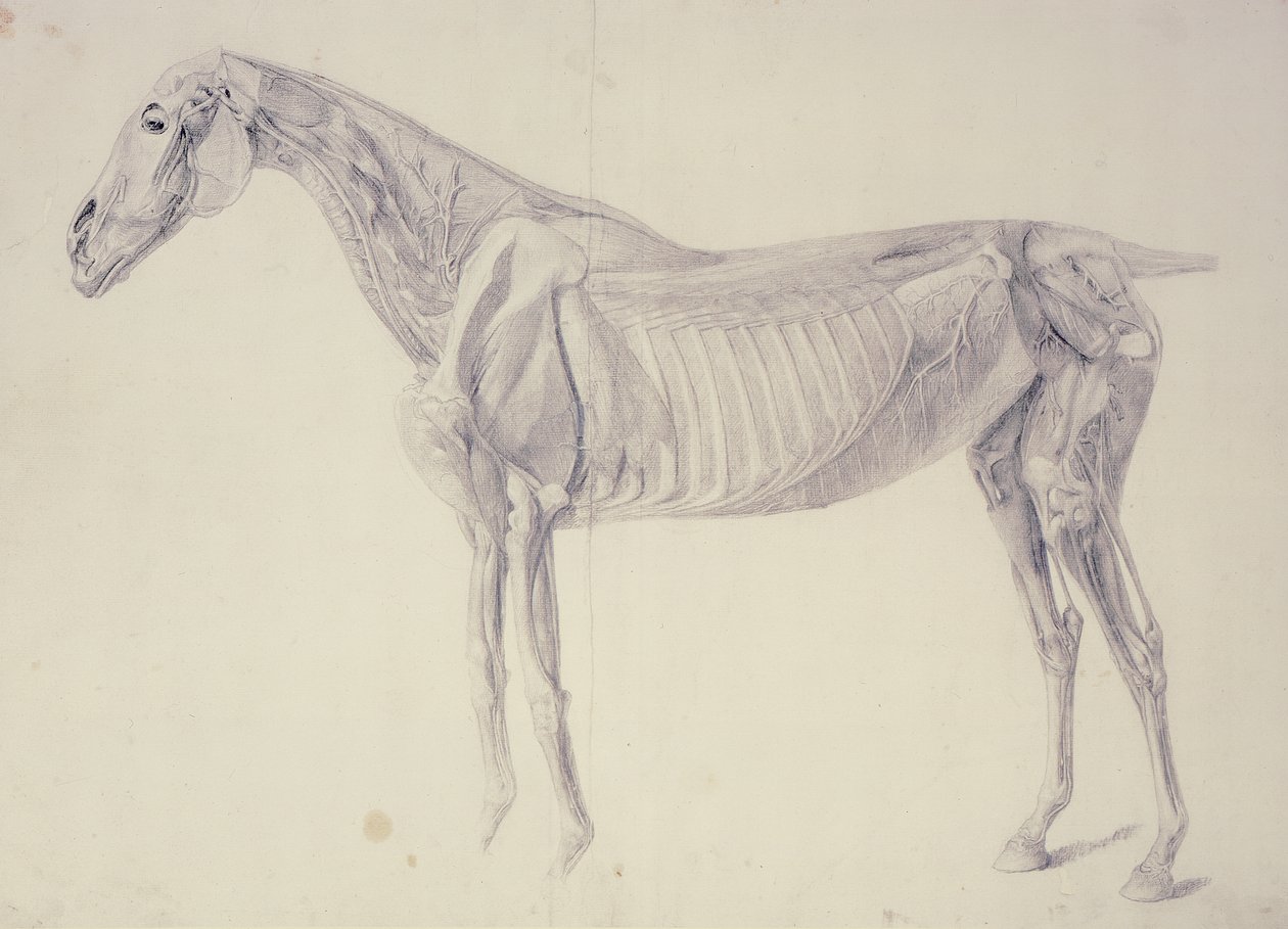Diagrama de La anatomía del caballo de George Stubbs